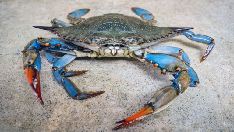 Polpo che nuota nel mare italiano vicino ai fondali, simbolo di polipi e granchi azzurri in equilibrio naturale